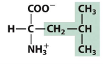<p>Name (full name, 3 letter, 1 letter) </p><p>Type of amino acid </p>
