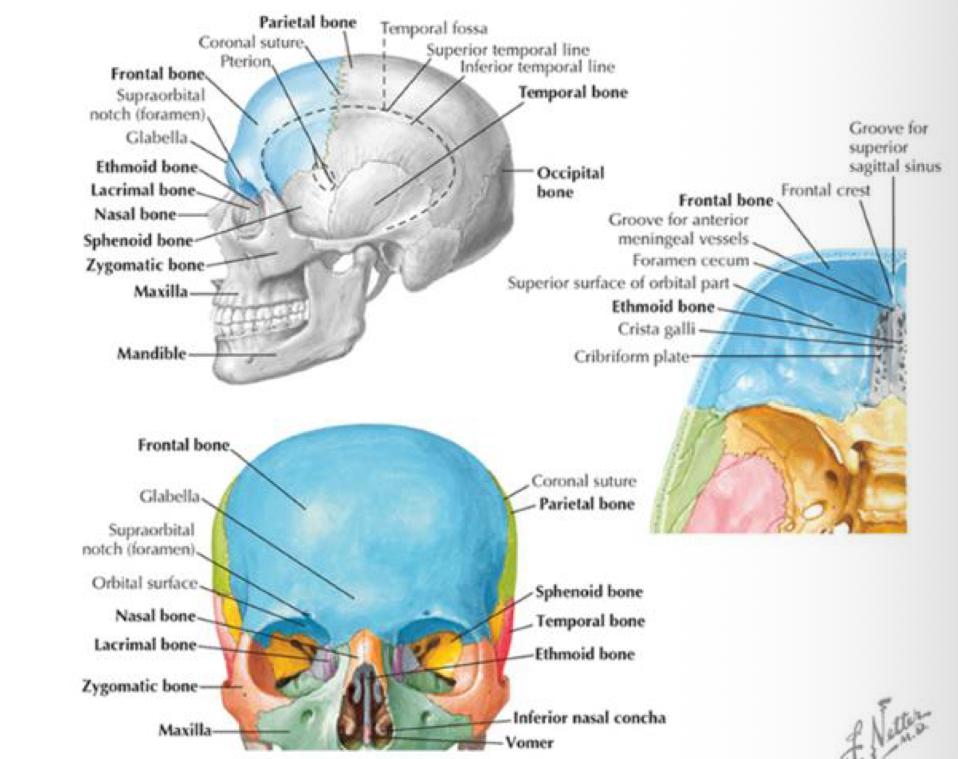 <p>FRONTAL BONE </p><p>which bones does the frontal bone articulate with </p>