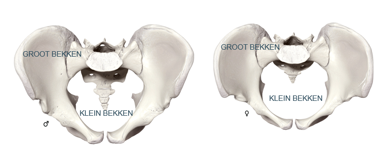<p>Groot bekken = meest proximale deel van bekkenring</p><p>Klein bekken = meest caudaal deel van bekkenring (thv de bekkenbodemspieren)</p>