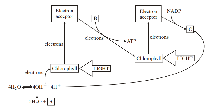 <p>The diagram shows the light-dependent reactions of photosynthesis </p><p>Use information in the diagram to explain the role of chlorophyll in photolysis (3) </p>