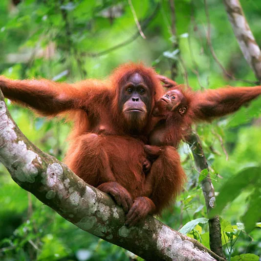 <p>Orangutan</p>