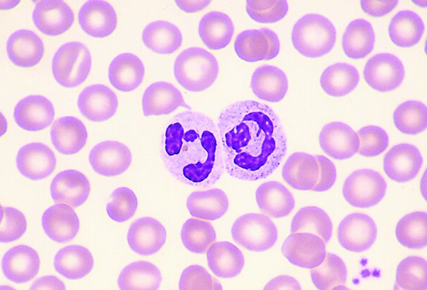 <p>Identify the leukocyte and approximate WBC Differential Ranges  </p>