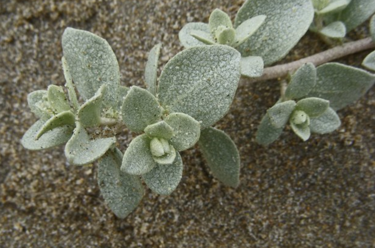 <p>Atriplex leucophylla</p>