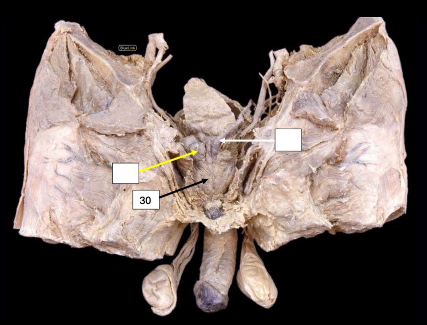 <p>Identify</p><p>Neurovascular Supply?</p>