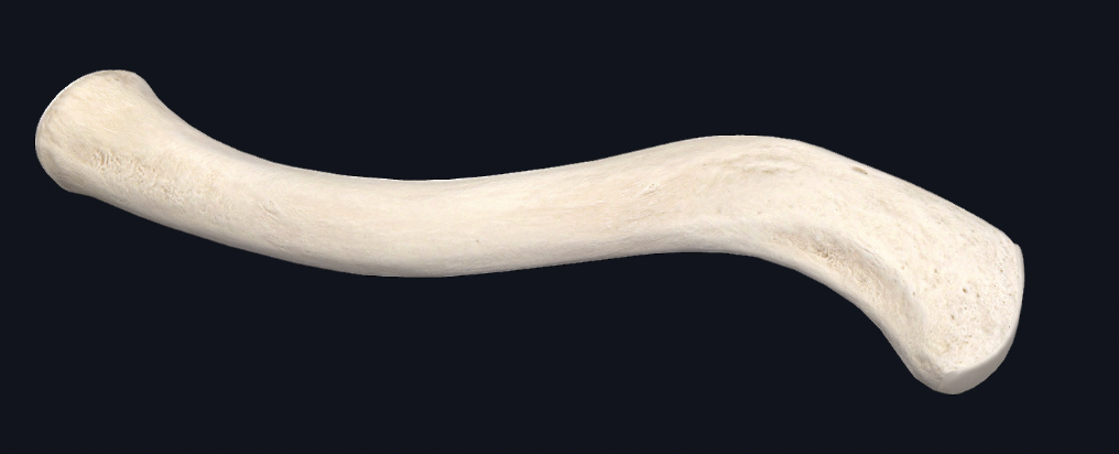<p><span>Identify this bone</span></p>