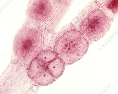 <p>red algae</p><ul><li><p>no flagella, mostly marine, tetraspores, phycoerythrin</p></li></ul><p></p>