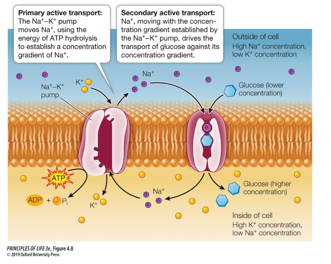 <ul><li><p><strong>Definition:</strong> The movement of a substance <strong>against</strong> its concentration gradient by using the energy stored in an electrochemical gradient (usually Na+) rather than using ATP directly.</p></li><li><p><strong>The "Coupled" Mechanism:</strong> It relies on a <strong>Primary</strong> active transporter (like the Na+/K+ pump) to first create a steep concentration gradient. The "downhill" movement of one ion then powers the "uphill" movement of another molecule.</p></li><li><p><span>Found in intestinal and kidney cells</span></p></li><li><p><strong>Key Example:</strong> The <strong>Na+-glucose symporter</strong>.</p><ul><li><p>Na+ moves <em>down</em> its gradient into the cell.</p></li><li><p>This provides the energy to pull <strong>Glucose</strong> <em>against</em> its gradient into the cell simultaneously.</p></li></ul></li><li><p><strong>Distinction:</strong> * <strong>Primary:</strong> Uses ATP directly.</p><ul><li><p><strong>Secondary:</strong> Uses an existing ion gradient (indirect energy).</p></li></ul></li></ul><p></p>