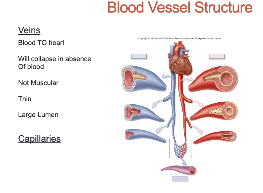 <ol><li><p>Bring blood TO heart</p></li><li><p>Collapses in absence of blood</p></li><li><p>Not muscular</p></li><li><p>Thin</p></li><li><p>Large Lumen (low pressure)</p></li></ol><p></p>