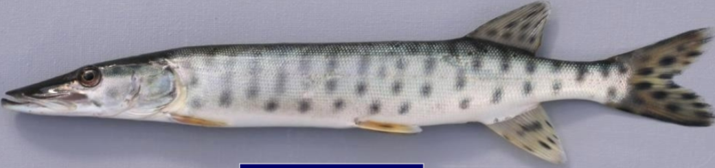 <p>Relatively large; cheek and operculum scaled only on dorsal half; suborbital bar absent; dark spots or bars on sides; branchiostegal rays 17-19</p>