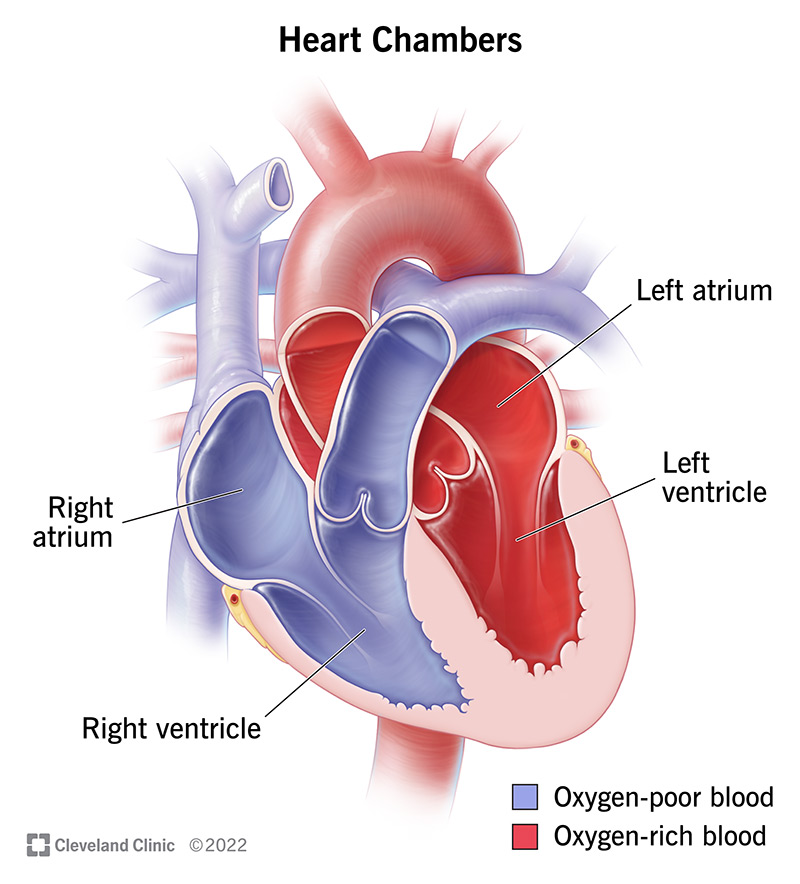 <ul><li><p>The human heart has four chambers:</p><ul><li><p>Two atria: Receiving chambers for blood.</p></li><li><p>Two ventricles: Pumping chambers for blood.</p></li></ul></li></ul><p></p>
