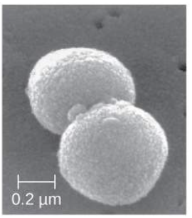 <p>Coccus (pl. cocci)</p>