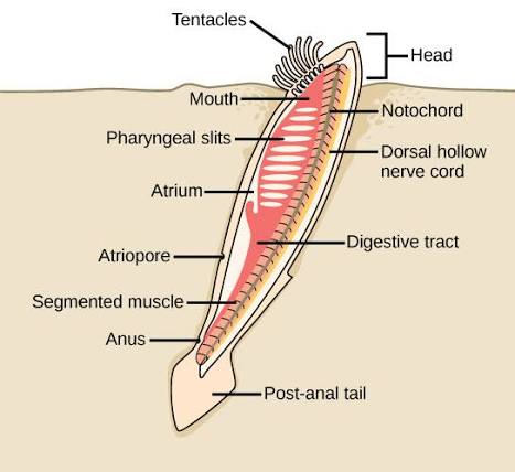 <p>approx 56,000 species share 4 principal features:</p><ol><li><p>notochord (flexible longitudinal rodlike structure) on dorsal side of gut and functions as an endoskeleton; precursor to spine</p><ol><li><p>provides physical support as well as signals that help w/ tissue development</p></li></ol></li><li><p>dorsal tubular nerve cord—located on dorsal side of notochord (runs parallel)</p></li><li><p>pharyngeal slits—function in both respiration as well as feeding</p></li><li><p>muscular postanal tail—source of locomotion such as swimming and balancing of terrestrial species (tail)</p></li></ol><p>subphylum cephalochordata contains lancelets:</p><ul><li><p>have notochord</p></li><li><p>named for their bladelike shape</p></li><li><p>they’re marine suspension feeders that retain characteristics of chordate body plan as adults</p></li></ul><p>subphylum vertebrata contains the fetal pig:</p><ul><li><p>vertebrates have a backbone</p></li><li><p>replaces role of notochord</p></li><li><p>vertebrates have distinct and well-differentiated head</p></li></ul><p></p>