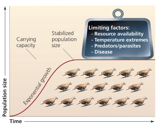 <p>when population growth slows down as it reaches the carrying capacity; produces S-shaped curve</p>
