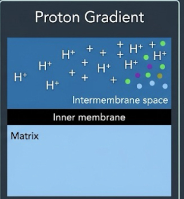 <p>[H+] high in IM space, [H+] low in matrix</p>