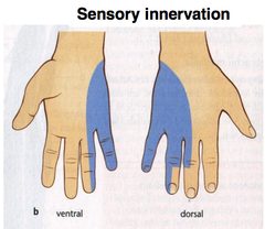 <p>median 1 /3 of the palm</p><p>lateral 2 /3 of DORSAL hand</p>