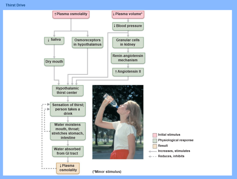 <p>hypothalamic thirst center</p>