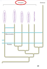 <p>How many phyla does the domain Archaea have? What are they? What are Thaumarchaeotas? What are Euryarchaeotas? What is Asgard Archaea?</p>