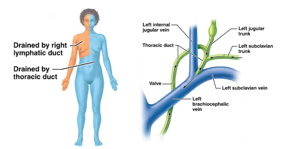 <p>drains lymph from the cisterna chyli and trunks from the left side of the body </p><ul><li><p>Drains all of the lower body and left side of upper body</p></li><li><p>Largest lymphatic duct </p></li><li><p>Runs along anterior vertebral column from diaphragm to junction of the left subclavian and left jugular veins </p></li></ul><p></p>