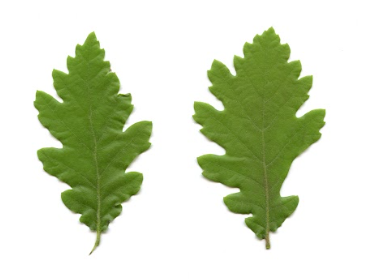 <p>Quercus pubescens - puhasti hrast</p><p>Fagaceae - bukovke</p>