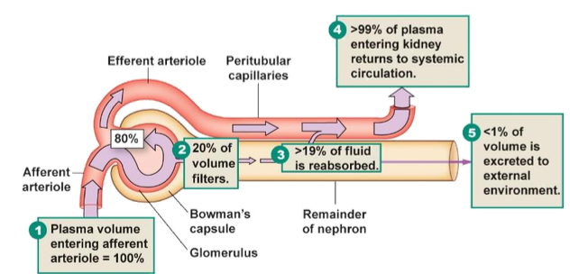 <p>What percentage of plasma is filtered at the glomerulus?</p>