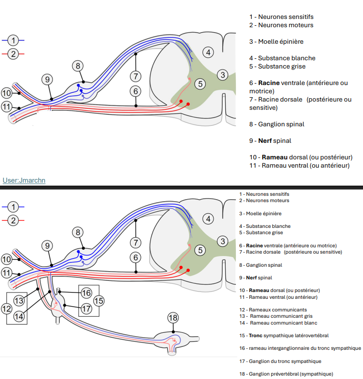 <p>Rameaux dorsale ou postérieure (sensitive et motrice)</p>