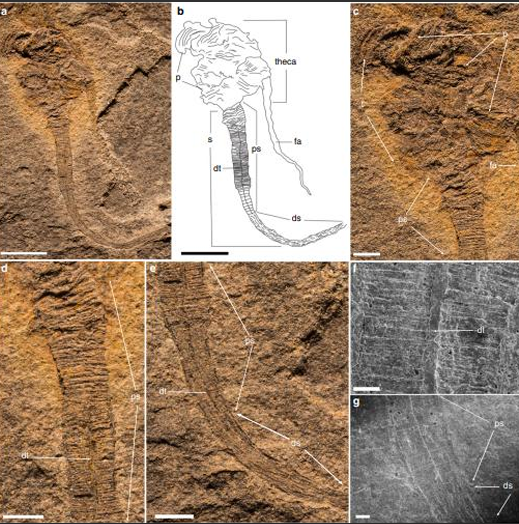 <p>O fóssil provou que o esqueleto de placas calcárias dos equinodermos surgiu antes da simetria pentarradial. Isso confirma que a história evolutiva de Echinodermata começou a partir de ancestrais com simetria bilateral e trato digestório linear.</p>