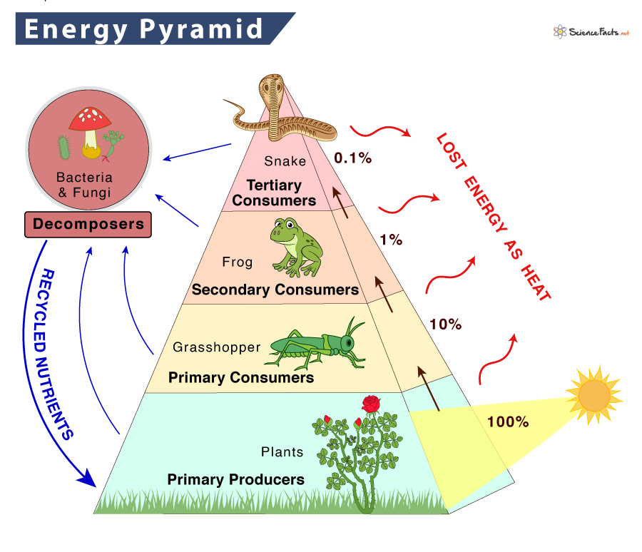 <p>A diagram that shows the flow of energy within a ecosystem. Energy is lost as you climb up each trophic level by around 90% (only 10% move up to next level). </p>
