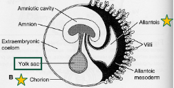 <ul><li><p>chorioalltoic placenta</p></li><li><p>chorionic villi extend deeply into the endometrium</p></li><li><p>form a very tight connection between mother and fetus</p></li></ul><p></p>