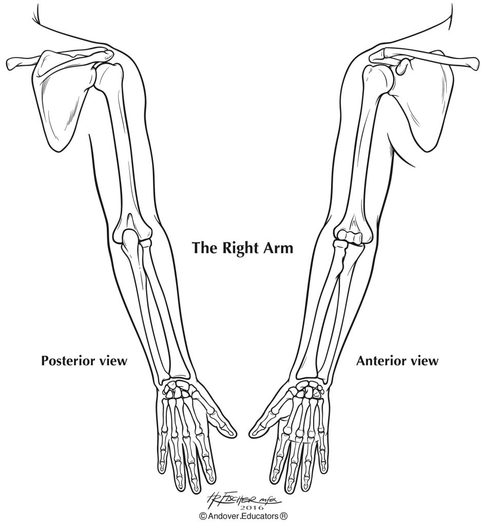 <p>Right upper extremity (to help you visualize)</p>