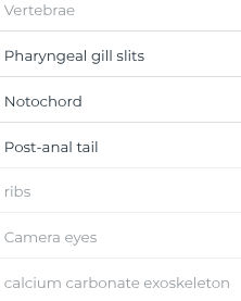 <p>What are the 3 key features that all Chordates possess at sometime during their lives</p>