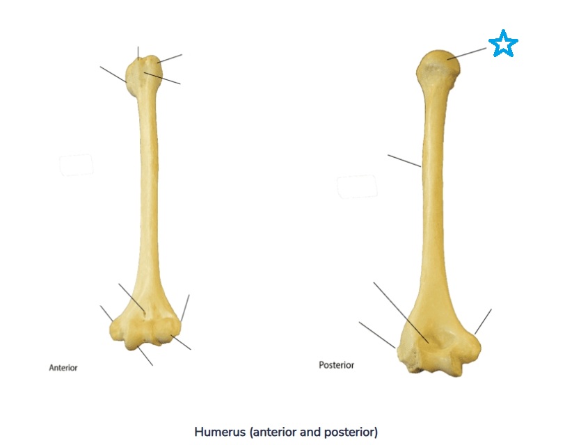 <p>Identify this bone feature labeled by the blue star and define its anatomical purpose.</p>