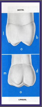 <p>2 cusps seen here, MP and DP (these cusp are distal to the buccal cusps)</p><p>Mp cusp is larger/longer than buccal cusps</p><p>The cusp of carabelli is present in different % depending on population/ethnic groups</p>