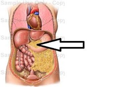 <p>connects stomach to liver</p>