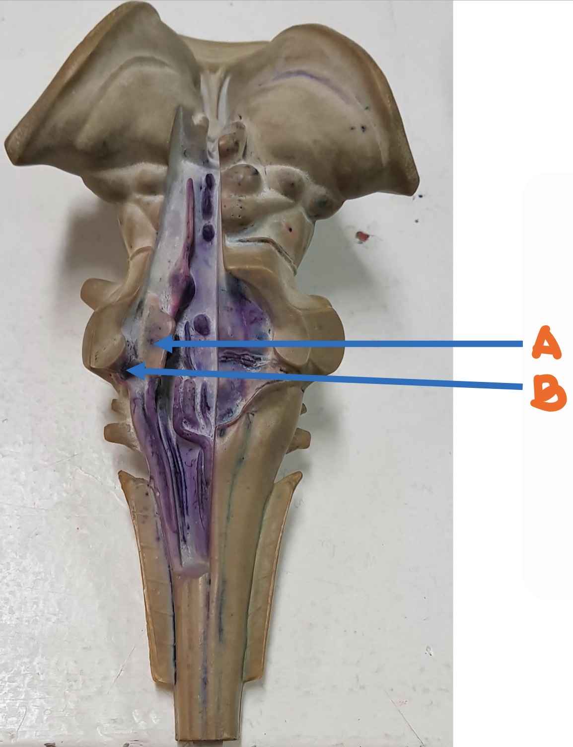 knowt flashcard image