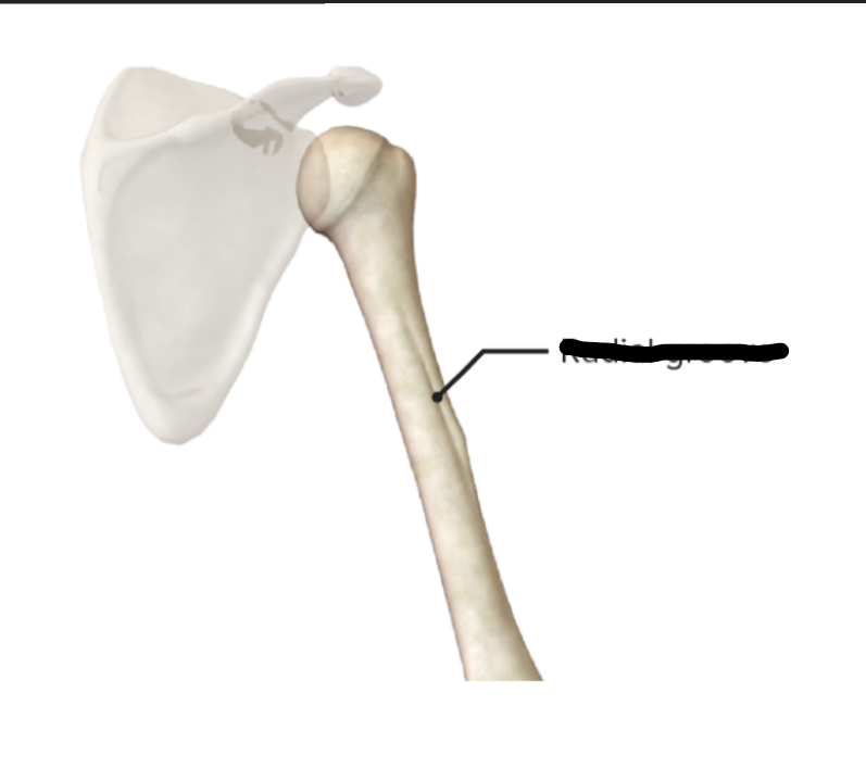 <p>What bone landmark is this within the <strong>Humerus </strong></p>
