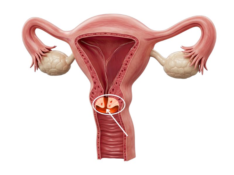 <p>Identify the highlighted part of the female reproductive system below.</p>