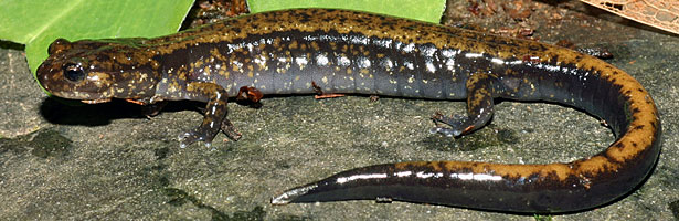 <p>Plethodontidae<br>Plethodon dunni<br>Dunn’s Salamander</p><p></p>