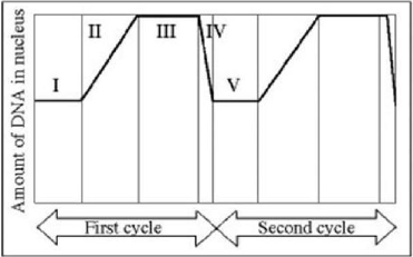 <p>Amount of DNA per nucleus over the cell division cycle.</p><p>Which numbered regions of the accompanying figure represent the DNA content associated with cells at metaphase?</p><p>A) II and IV </p><p>B) IV only </p><p>C) III only </p><p>D) II only</p>