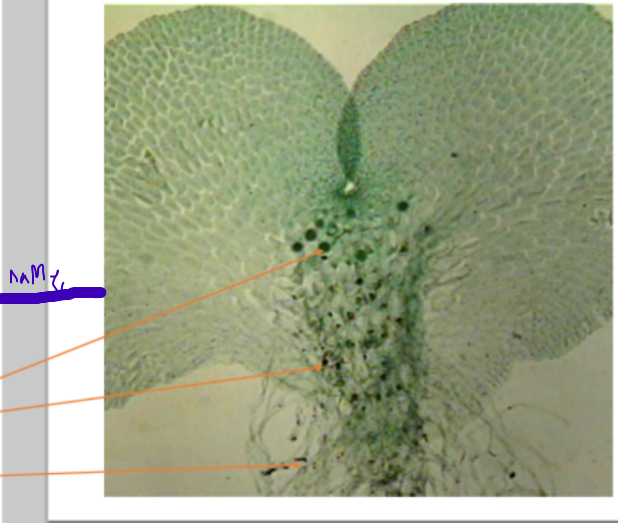 <ol><li><p>Name the part </p></li></ol><p></p>