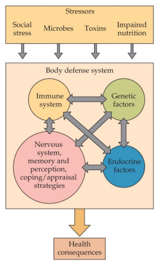 <p>appears when the stress-response is activated for too long or too frequently, and when it is not activated for a physiological reason (e.g., psychological or social stresses)</p>
