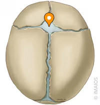 <p>name the fontanel</p>