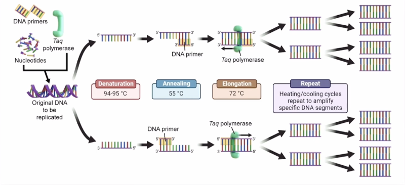 <p>55 degrees C</p><p>Sequences are cooled, allowing DNA primers to hybridize with the single strands </p>
