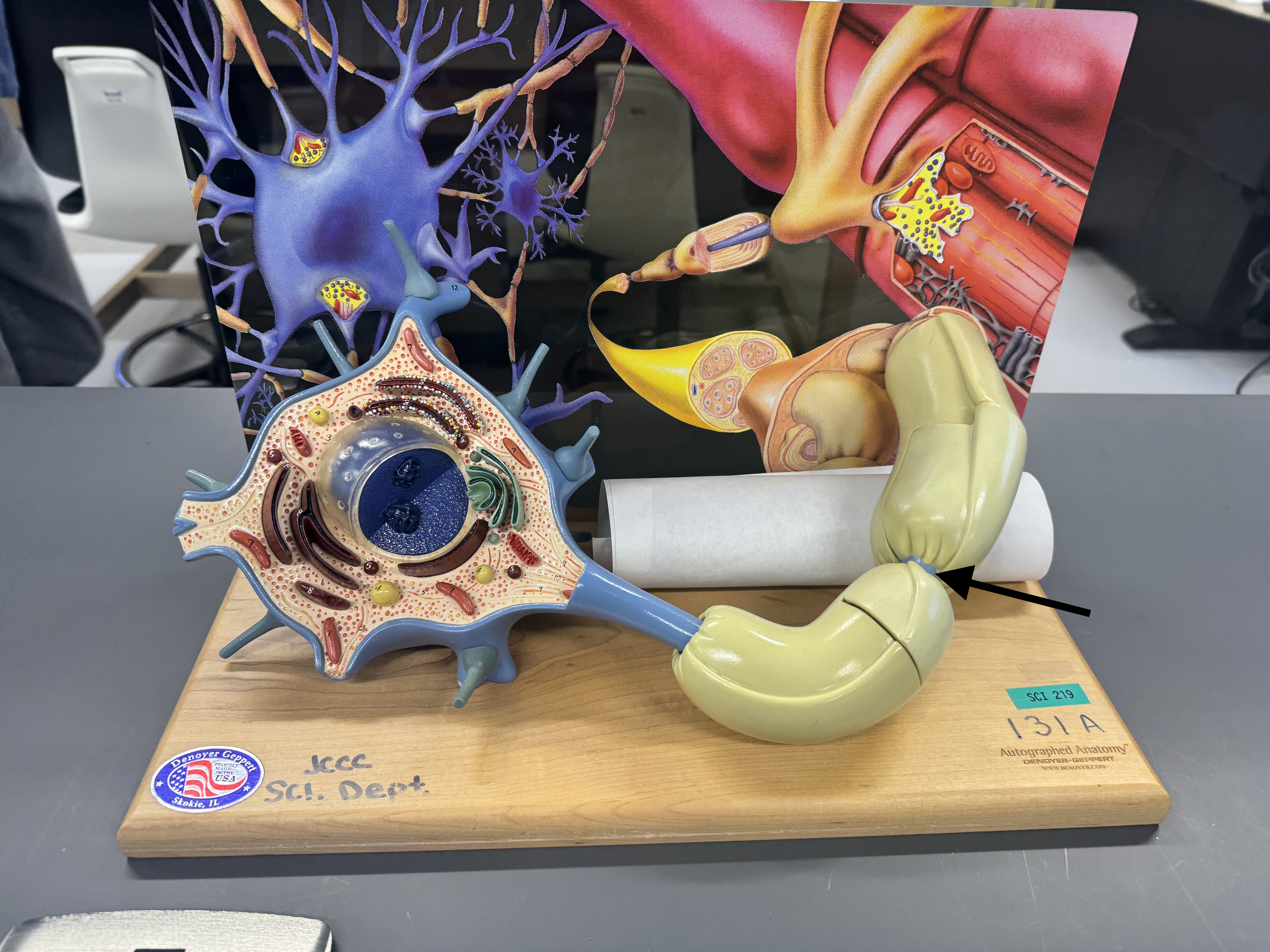 knowt flashcard image