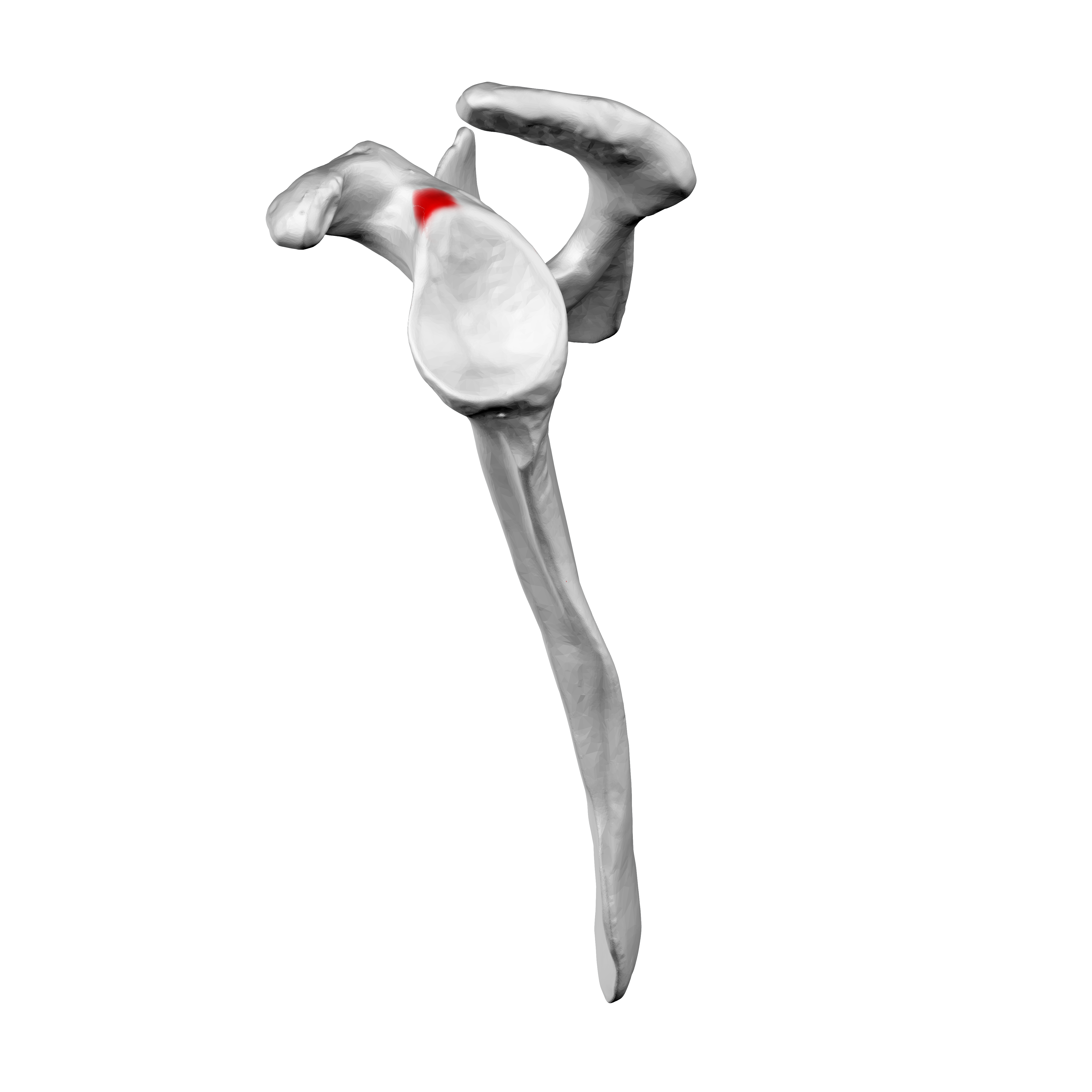 <p>Name the specific part of the bone in red</p>