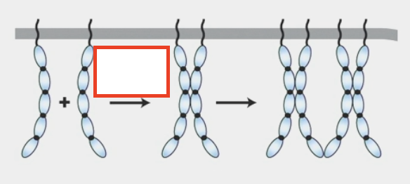 <ul><li><p>lateral/in the same cell</p></li><li><p><span>monomeric CAMs on one cell bind to one or more CAMs in the same cell’s plasma membrane</span></p></li></ul><p></p>