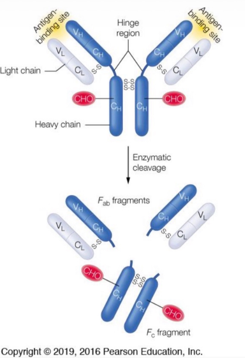 <p>Explain this image</p>