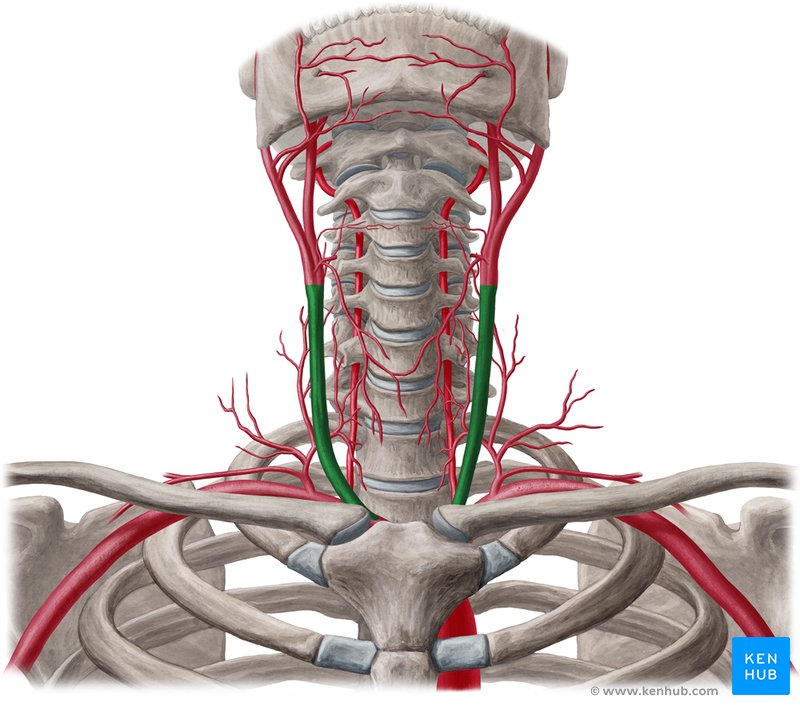 <p><span>közös fej artéria</span></p>