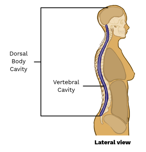 <p>space within the vertebral column that contains the spinal cord and is protected by the vertebrae. </p>