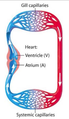 <p>Blood only passes through the heart once for each complete circuit of the body</p>