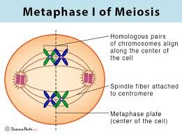 <p>Metaphase 1</p>